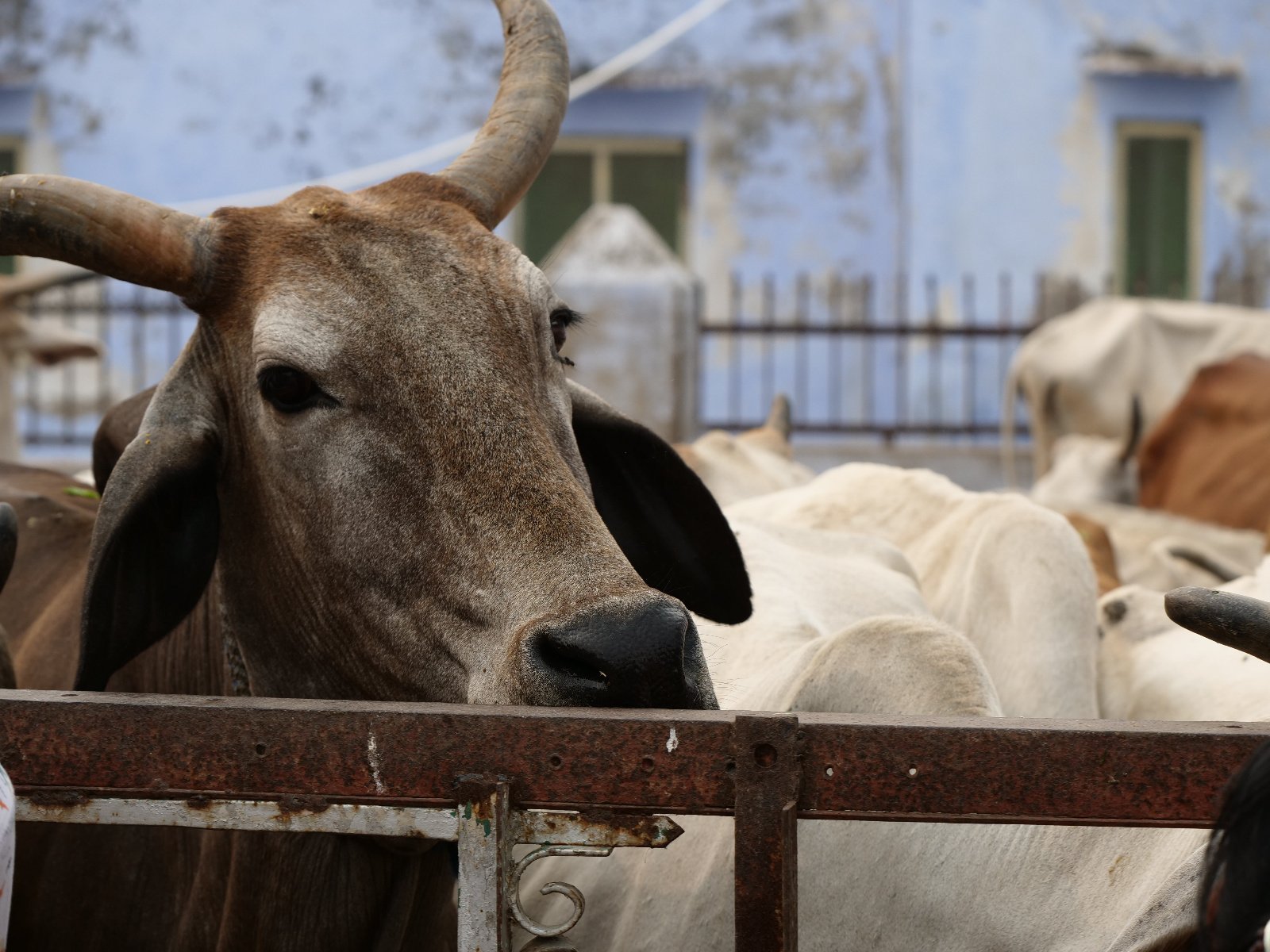  264 Gopashtami Radha kunda Govardhan 19.11.04